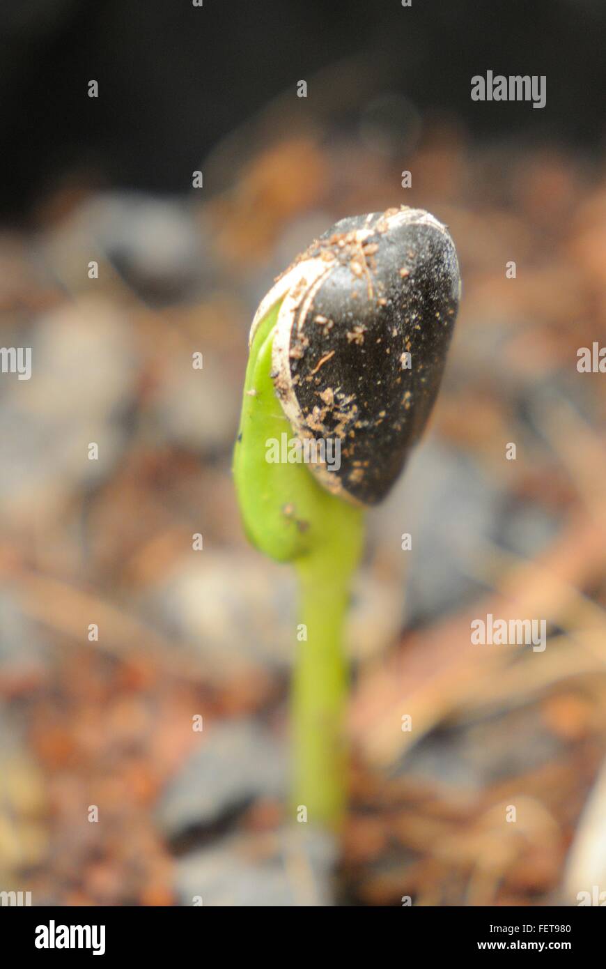 Sunflower Seed Germinating High Resolution Stock Photography and Images