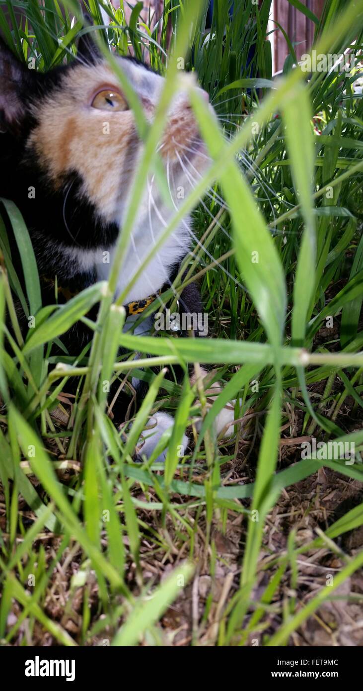Cat In Yard Stock Photo Alamy