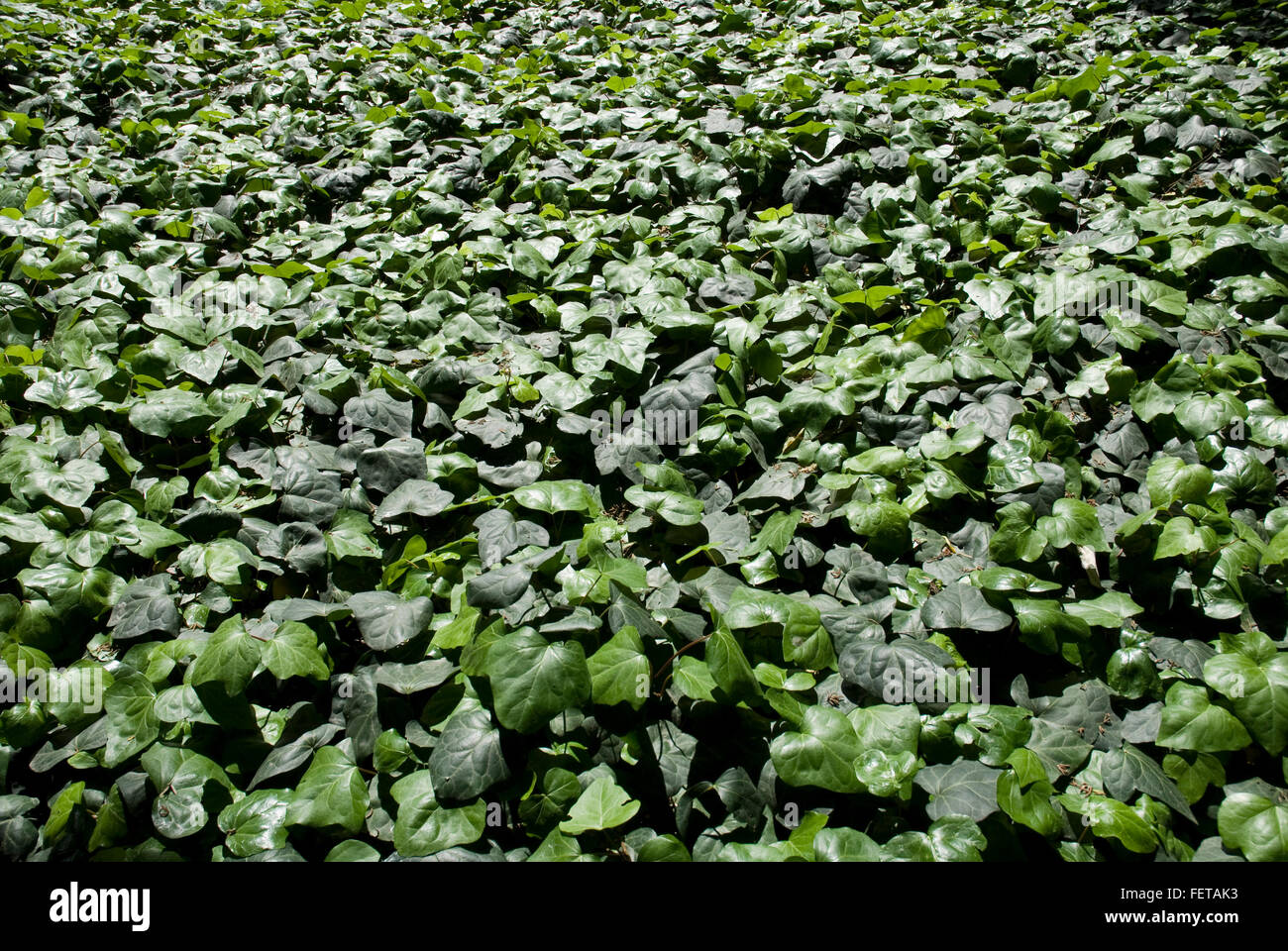 Ivy green carpet close up (hedera helix) green nature background Stock Photo Alamy