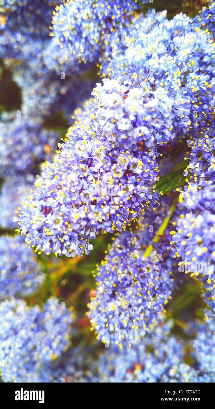 Purple Flowers Growing On Tree Stock Photo Alamy