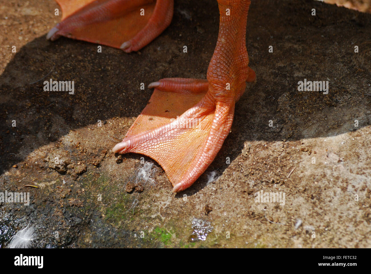 webbed feet of a duck Stock Photo