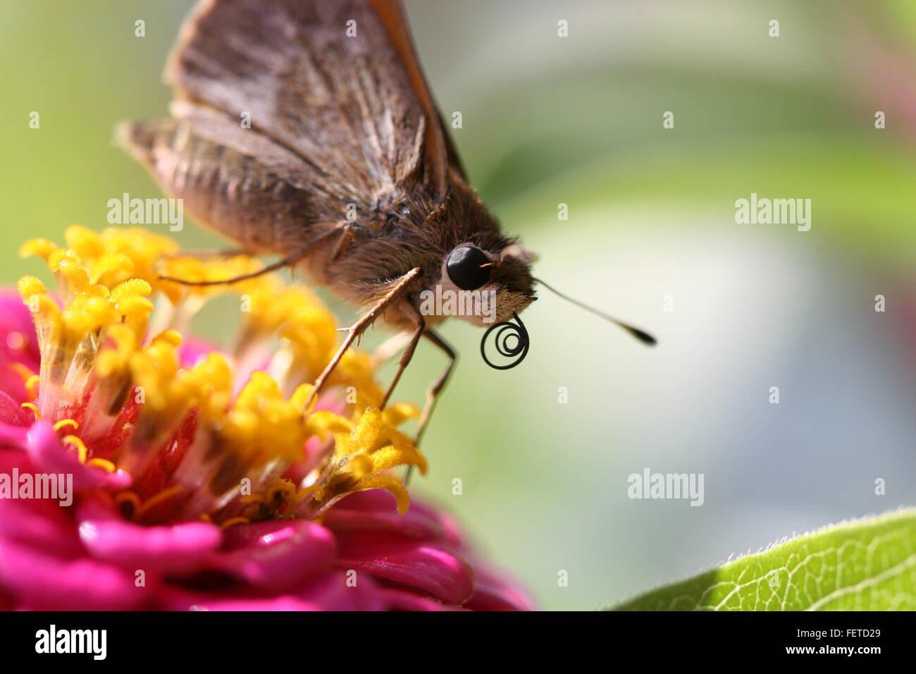 Macro image of moth or butterfly tongue enjoying nectar or pollen of a flower Stock Photo Alamy