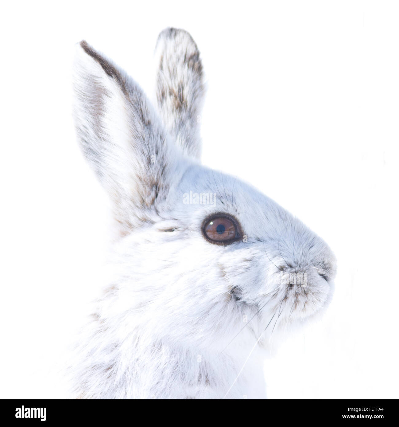 High-key portrait of snowshoe hare in winter coat facing right Stock Photo