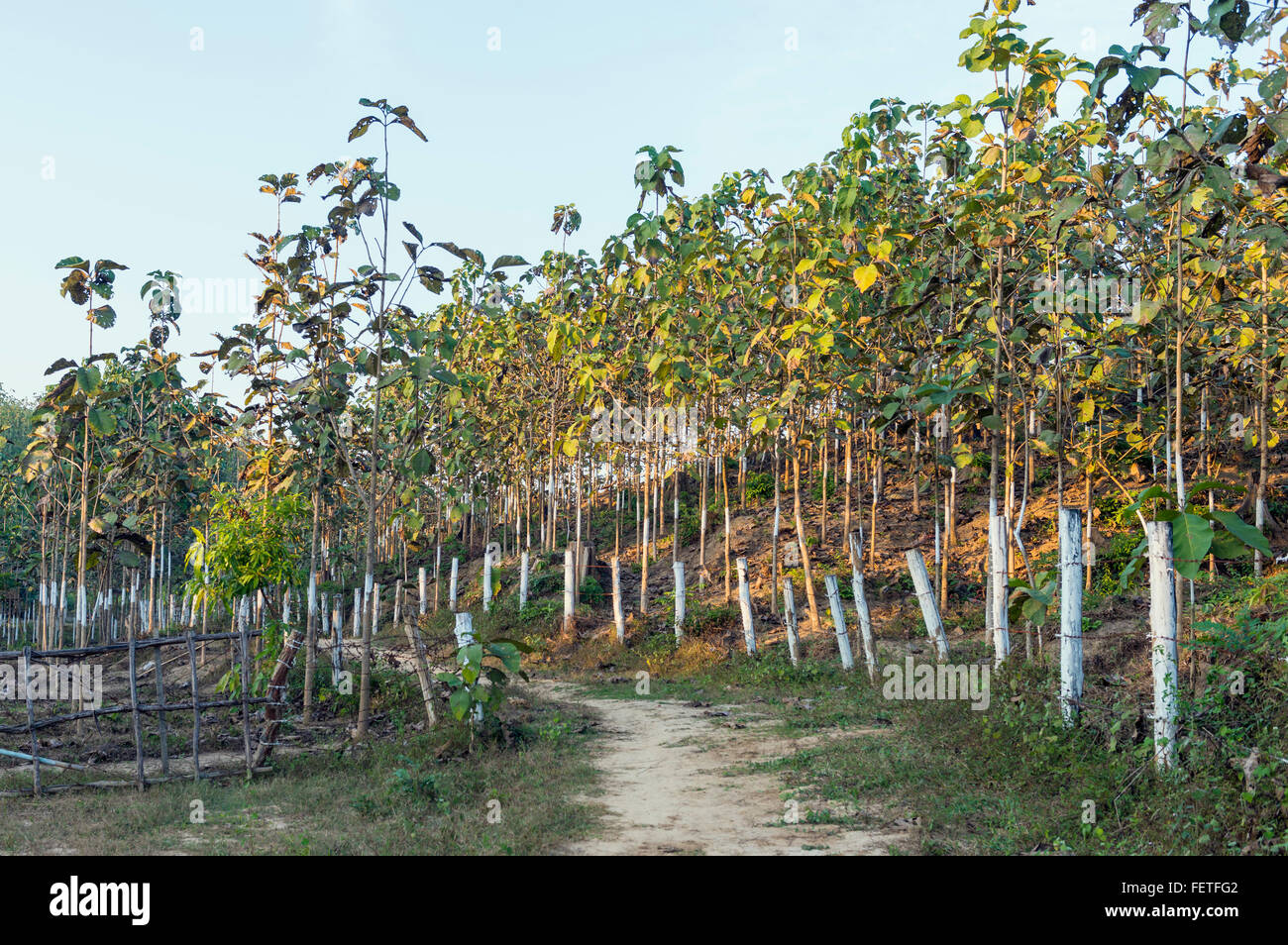 Teak Tree Plantation Saing Ya Burma Stock Photo 95196082 Alamy