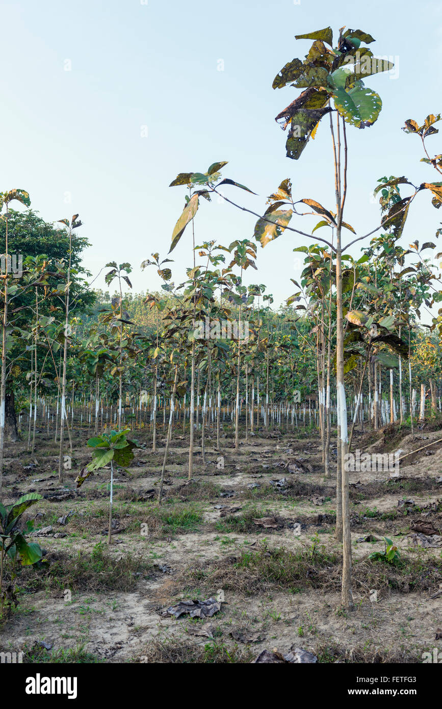 Teak Tree Plantation Saing Ya Burma Stock Photo Alamy Teak Tree Plantation Saing Ya Burma Stock Photo Alamy