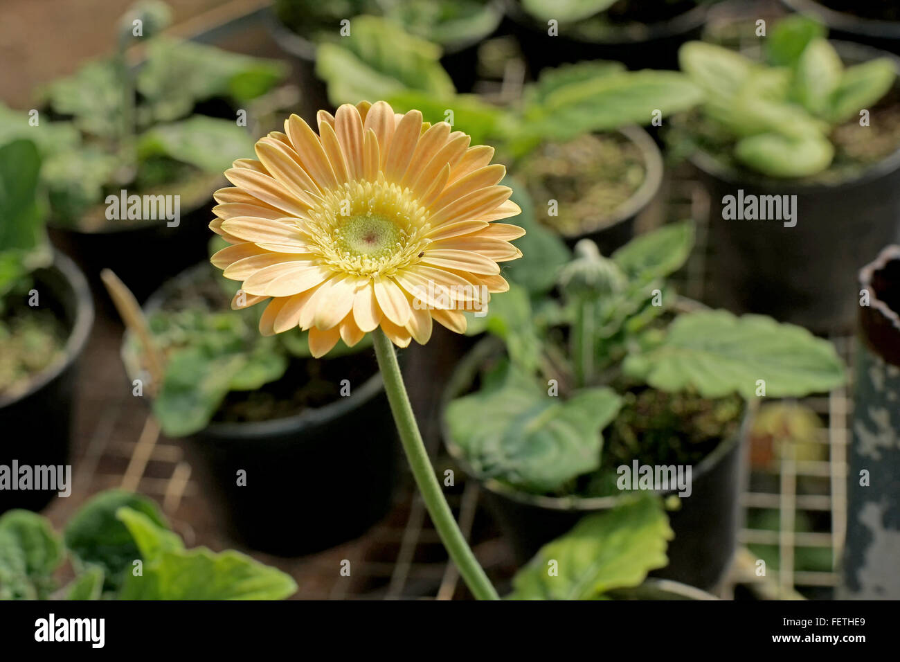 beautiful gerbera or barberton daisy flower in garden Stock Photo Alamy