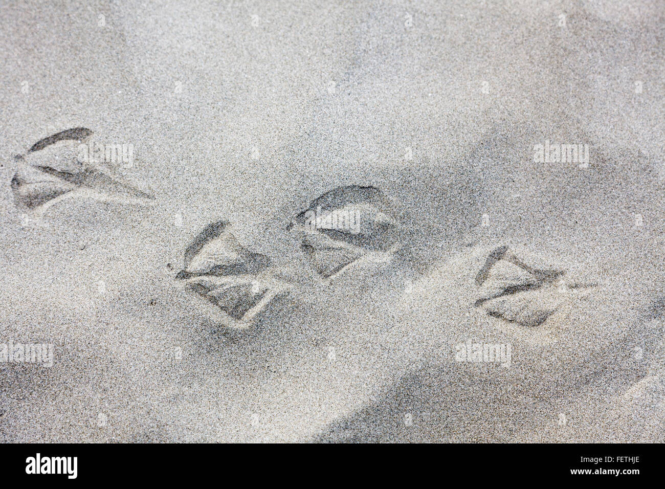 Southern Blue Penguin foot prints in sand on Caroline Bay beach, Timaru ...