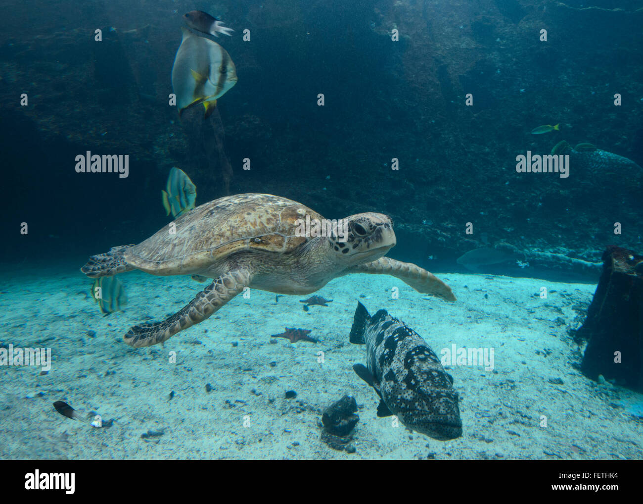 Green Turtle (Chelonia mydas), Queensland, Australia Stock Photo Alamy