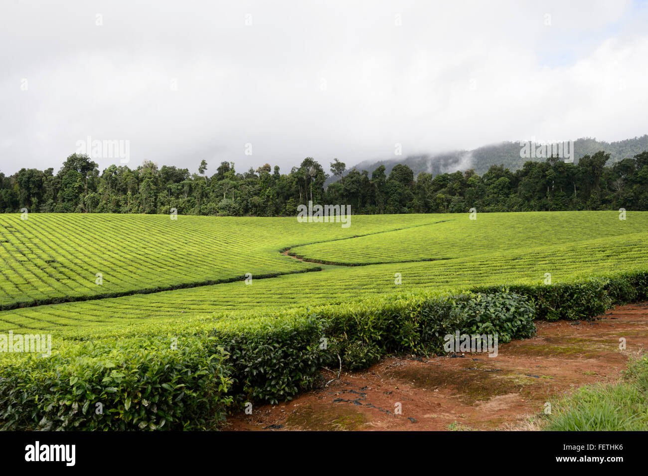 Australian tea plantation queensland hi-res stock photography and ...