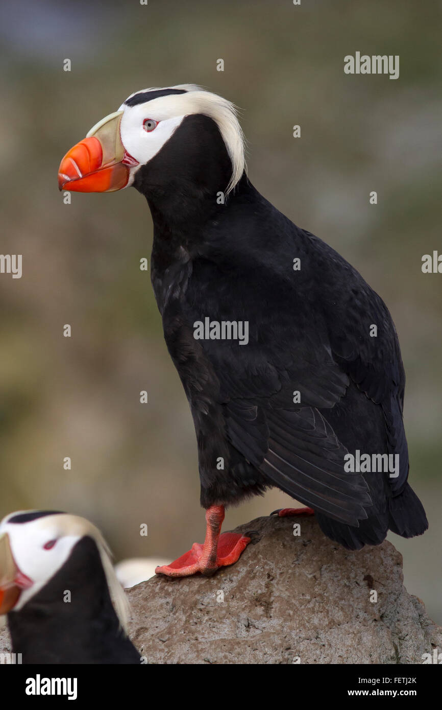 Pacific puffin hi-res stock photography and images - Alamy