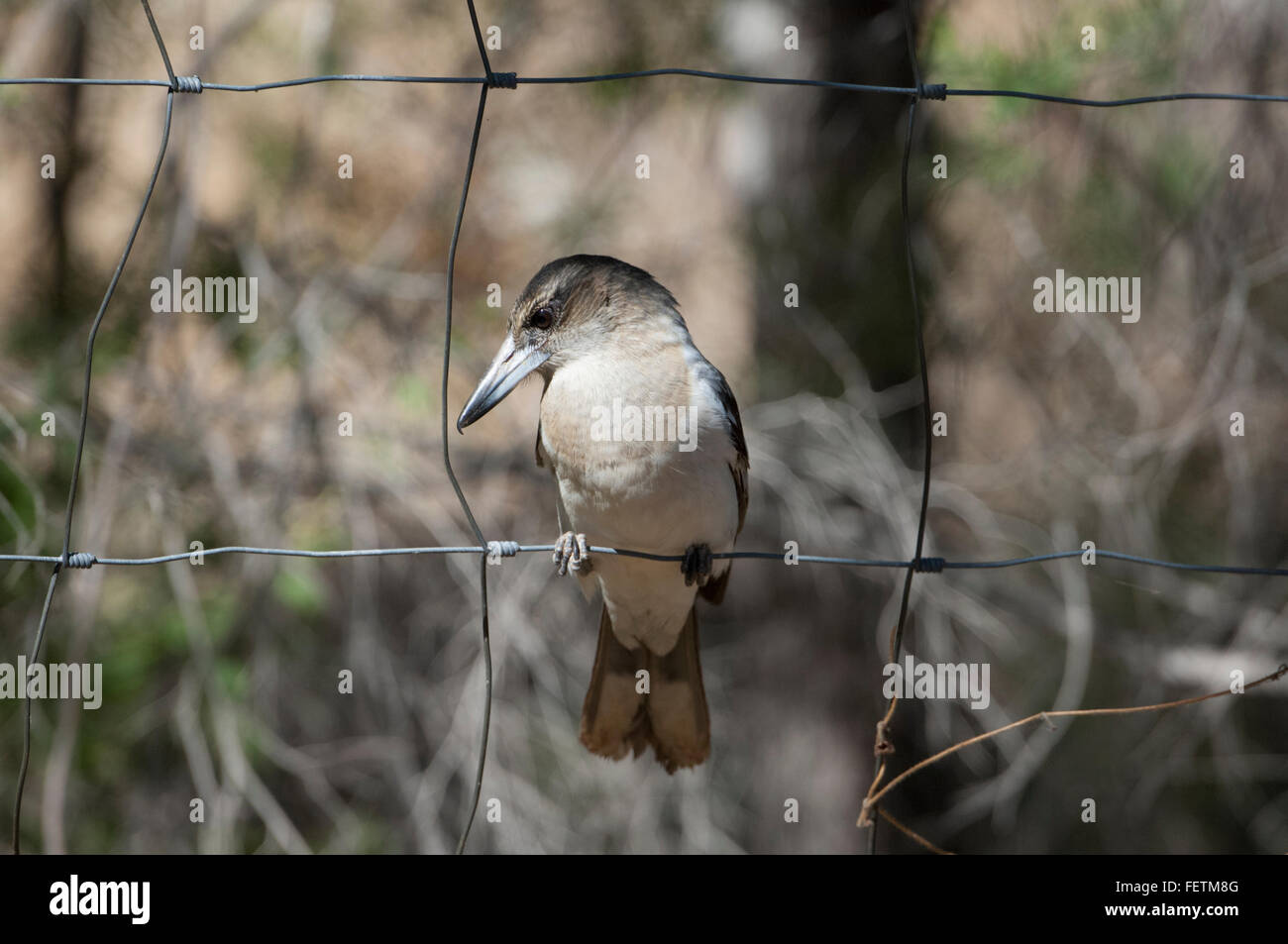 Pied Butcherbird (Cracticus nigrogularis), Gulf Savannah, Queensland, Australia Stock Photo