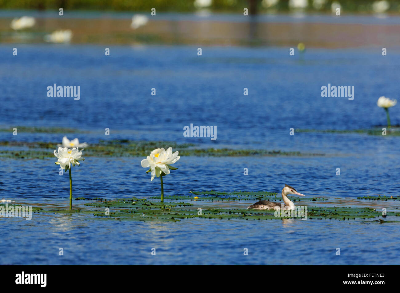 Great Crested Grebe (Podiceps cristatus), Cumberland Chimney, Gulf Savannah, Queensland, Australia Stock Photo