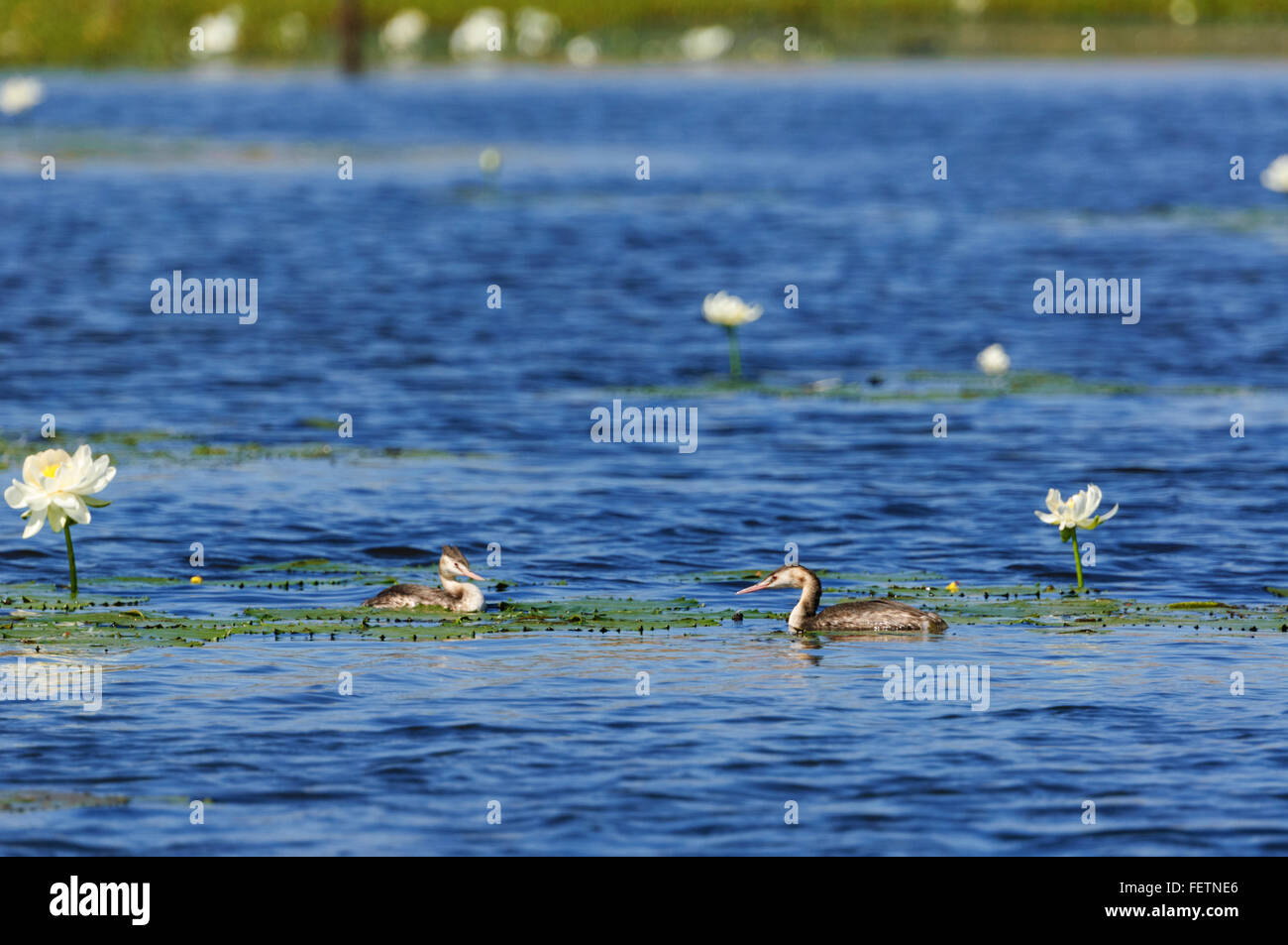 Great Crested Grebe (Podiceps cristatus), Cumberland Chimney, Gulf Savannah, Queensland, Australia Stock Photo