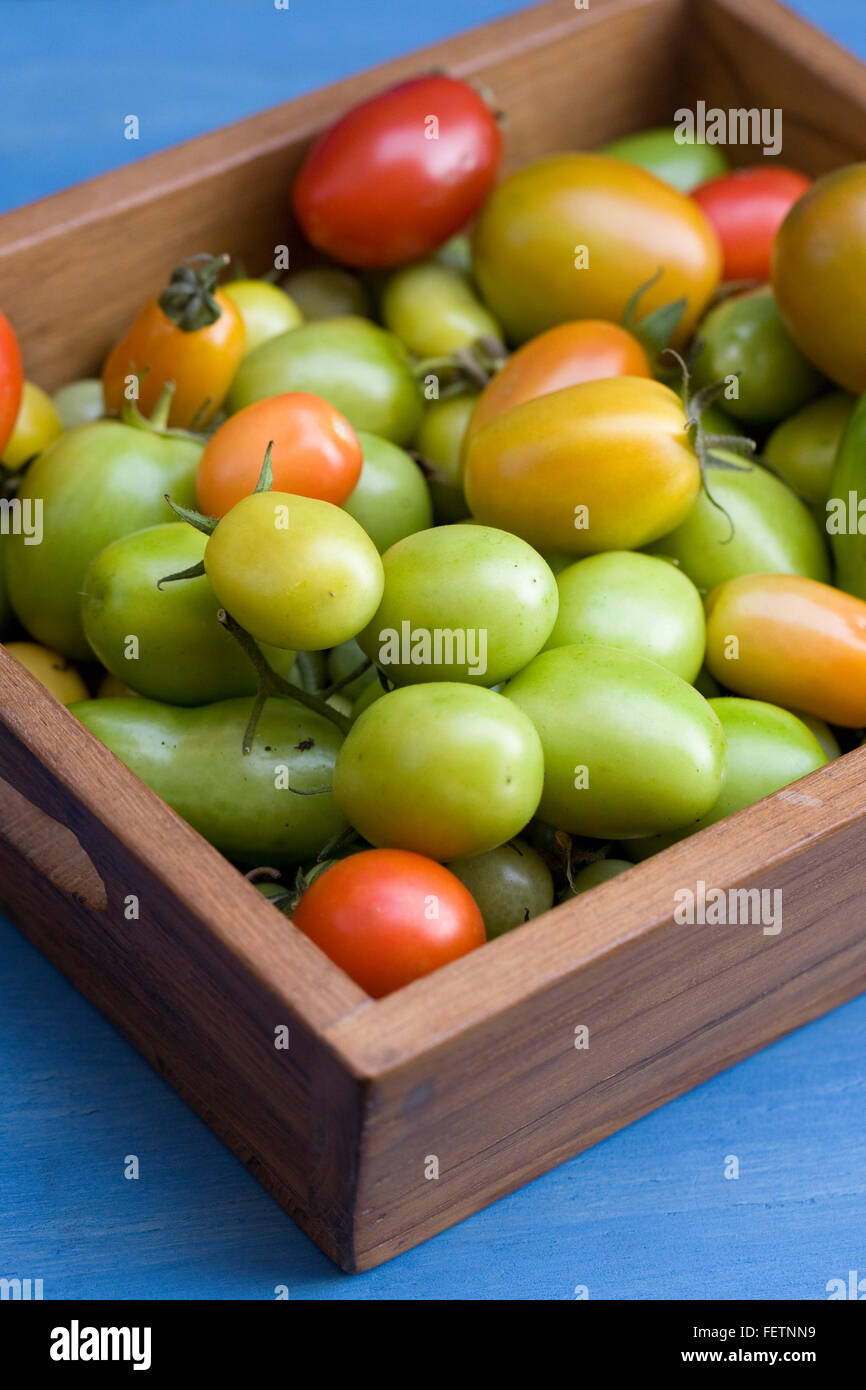 Lycopersicon esculentum.Ripening tomatoes  at the end of summer in a wooden tray. Stock Photo