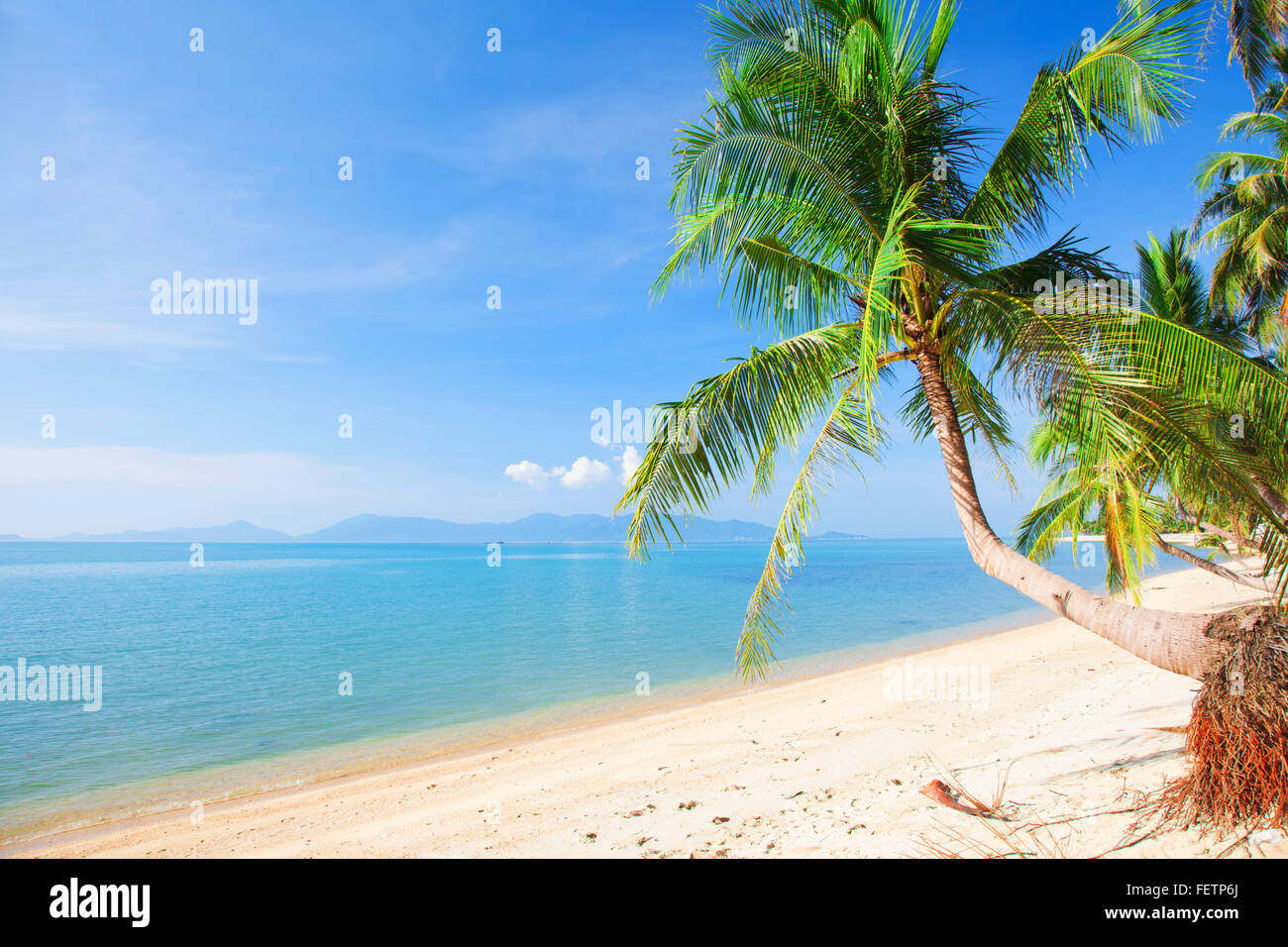 tropical beach with coconut palm and sea Stock Photo