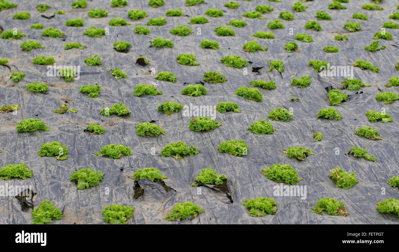 Field of rows of green bio salad agriculture Stock Photo