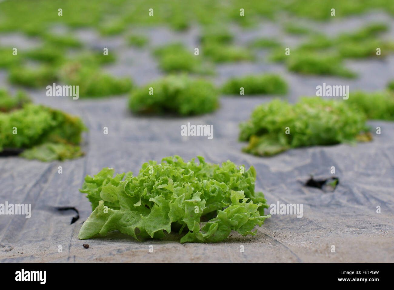 Field of rows of green bio salad agriculture Stock Photo
