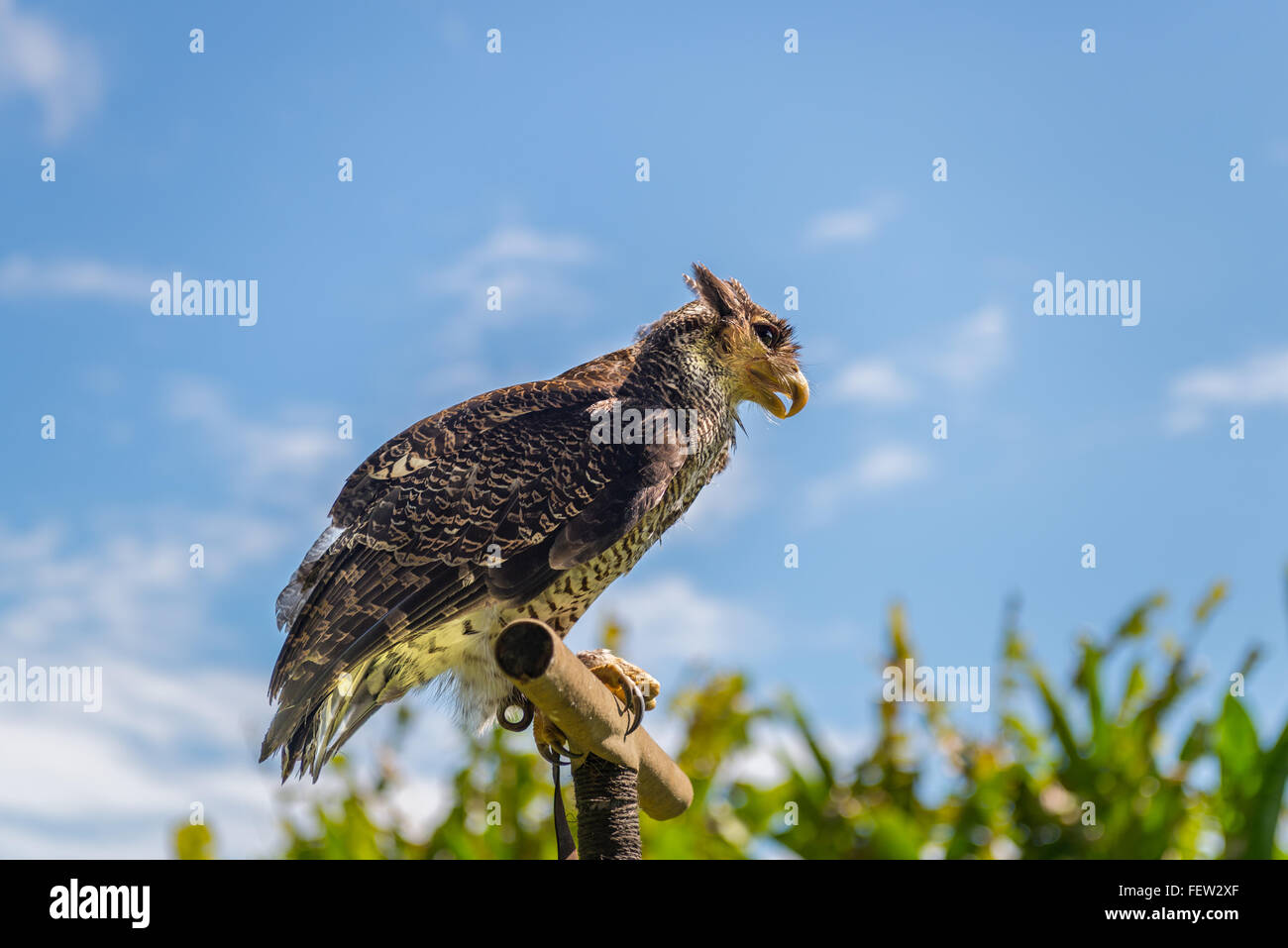 The falcon at Bali Birds Park. Indonesia Stock Photo