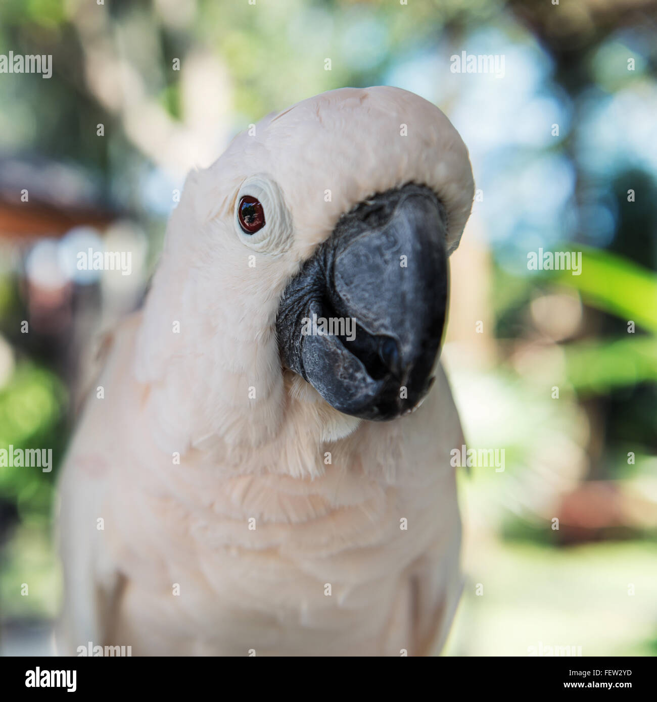 Close-up white parrot at Bali Birds Park. Indonesia Stock Photo