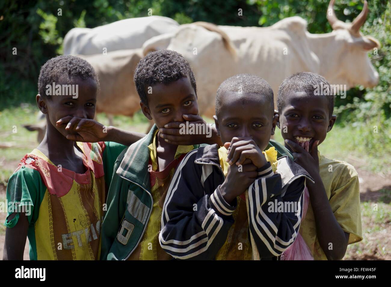 'Speak no evil', four boys tend to cattle. Stock Photo