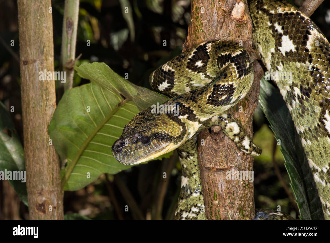 Madagascar tree boa (Sanzinia madagascariensis), Madagascar Stock Photo