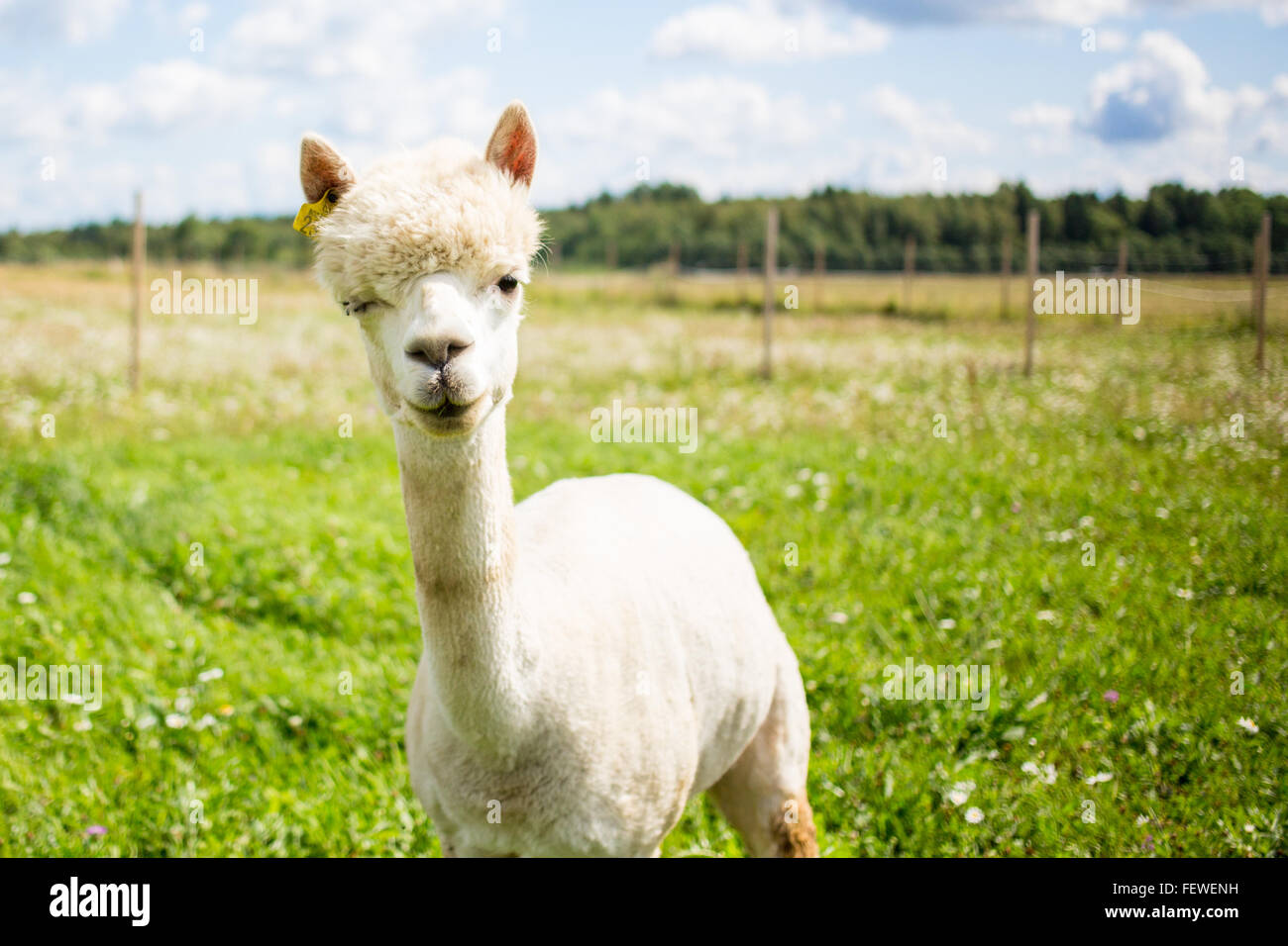 Alpaca Standing On Grassy Field Stock Photo