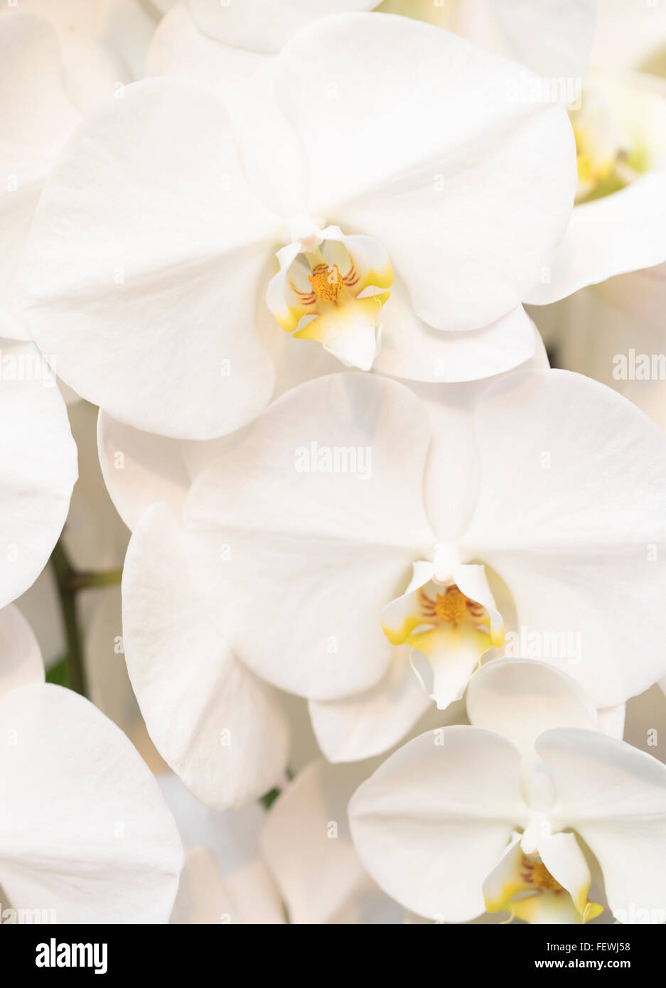 Phalaenopsis Orchids at International Orchid Festival, Expo Park, Okinawa Stock Photo