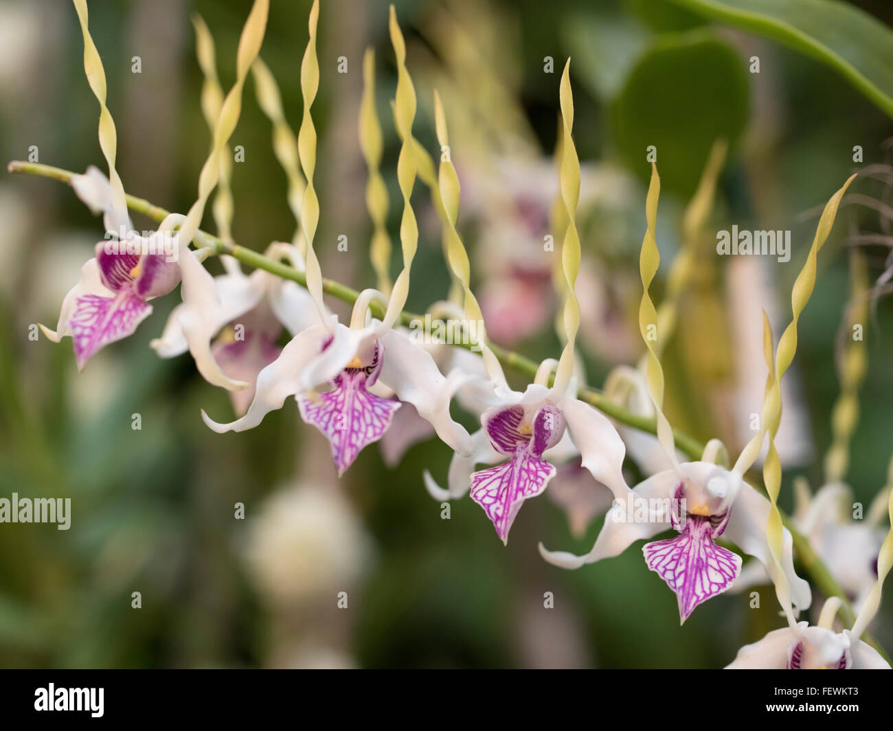 Dendrobium Stratiotes Orchids at International Orchid Festival, Expo Park, Okinawa Stock Photo