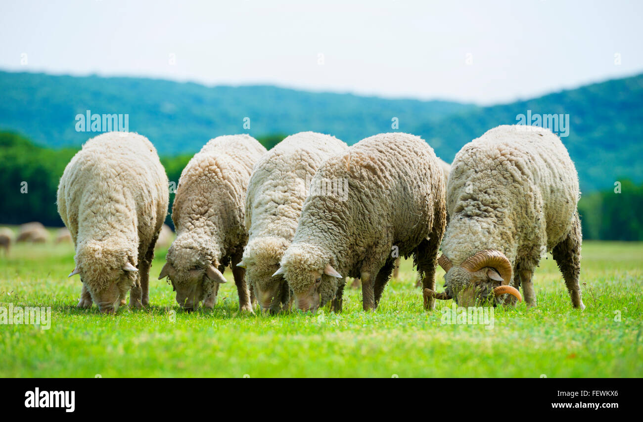 flock of sheep grazes on a green field Stock Photo - Alamy
