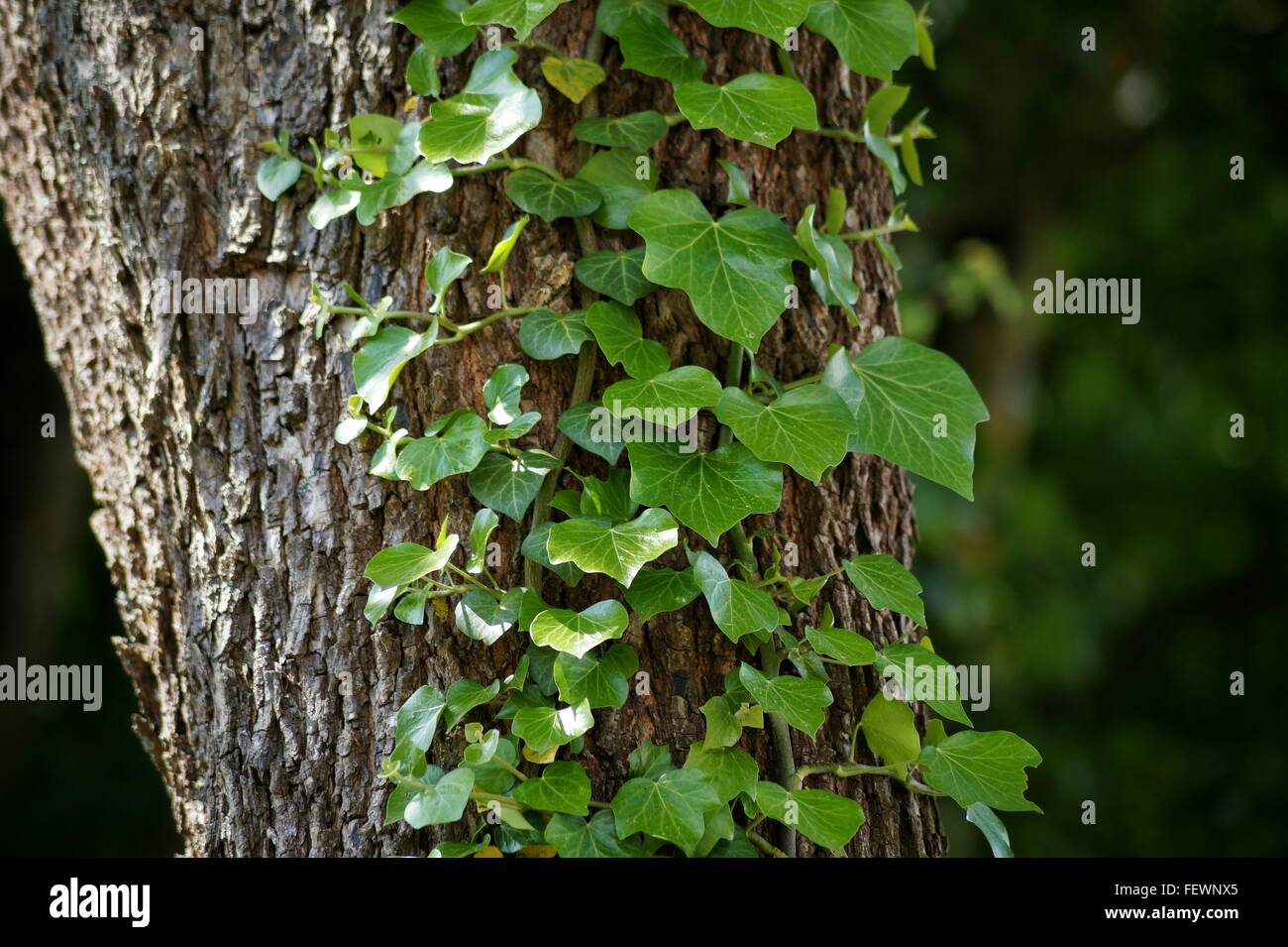 Ivy growing on tree in hires stock photography and images Alamy
