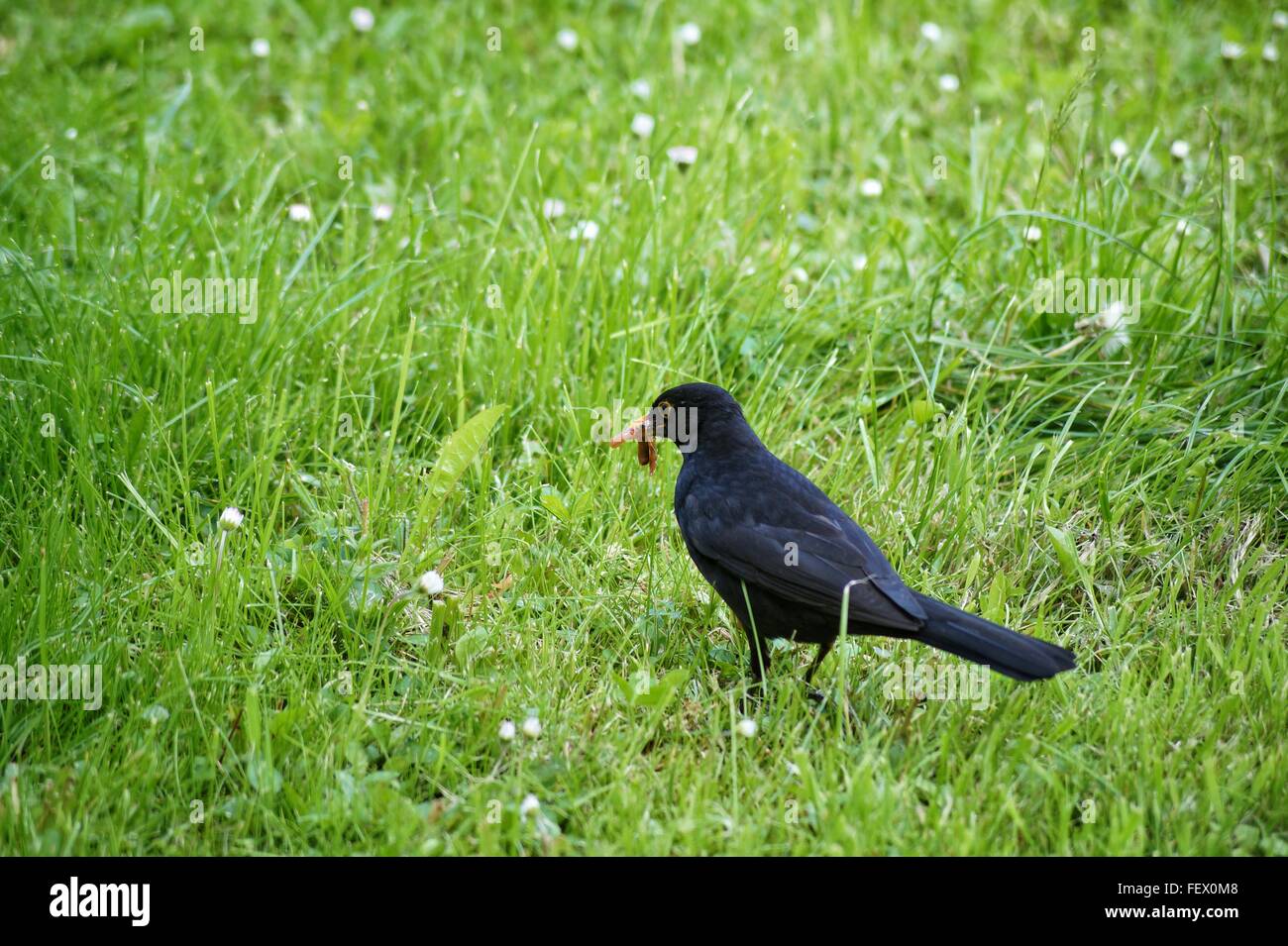 Bird eating insect hires stock photography and images Alamy