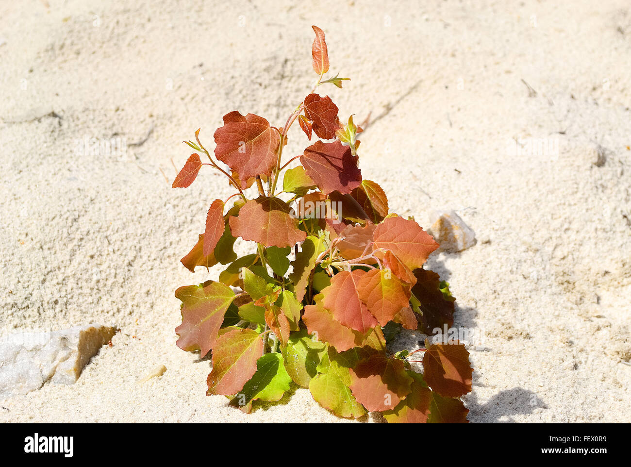 Sprout Aspen on the sand, in nature Stock Photo - Alamy