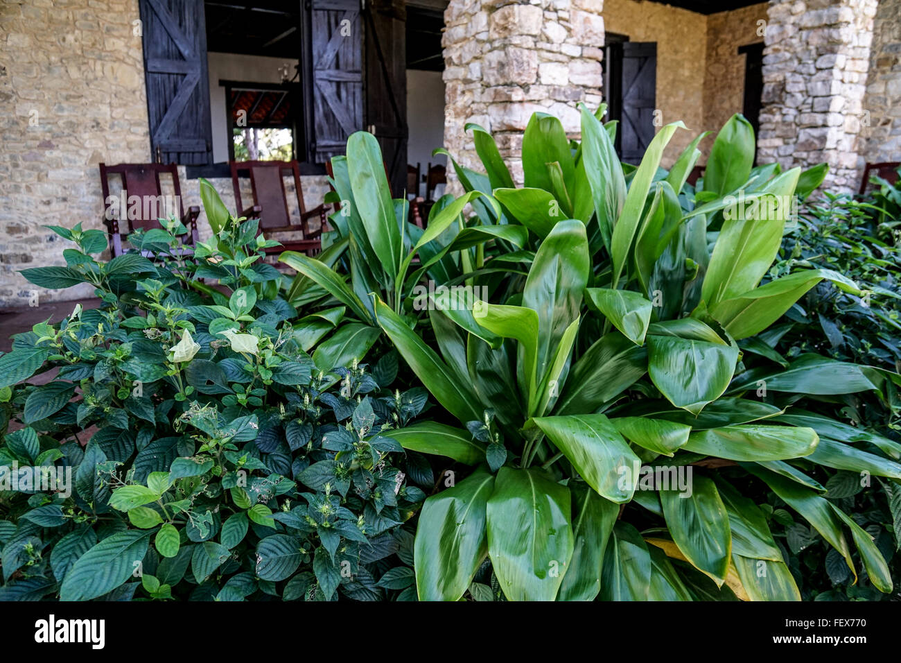 Porch and green plants with rocking chair Stock Photo