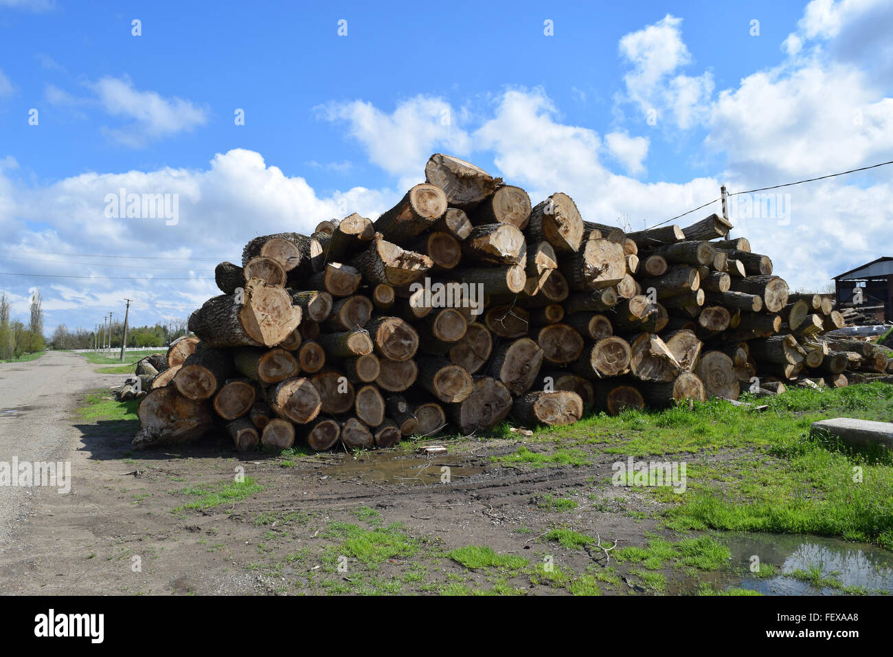 Logs are piled in a heap in front of the sawmill. Raw materials for the wood industry. Stock Photo