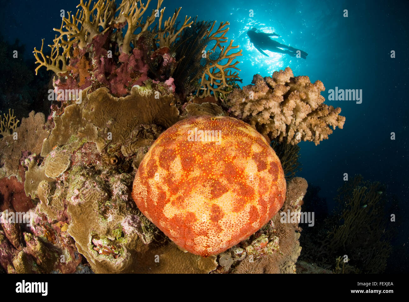 Pin Cushion Starfish amongst corals and diver Stock Photo