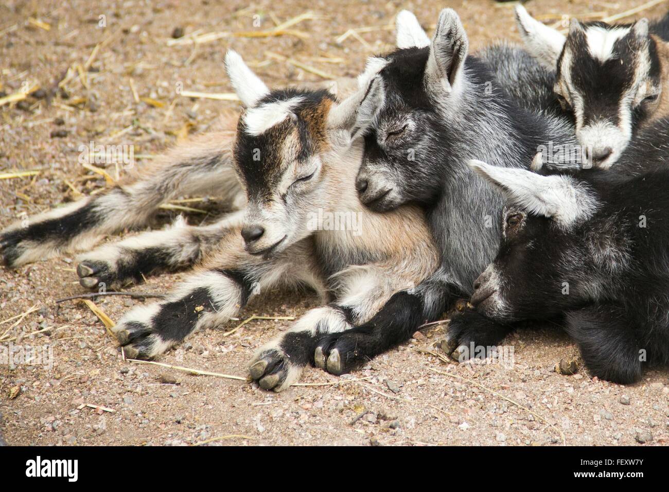 CloseUp Of Goats Sleeping Stock Photo Alamy