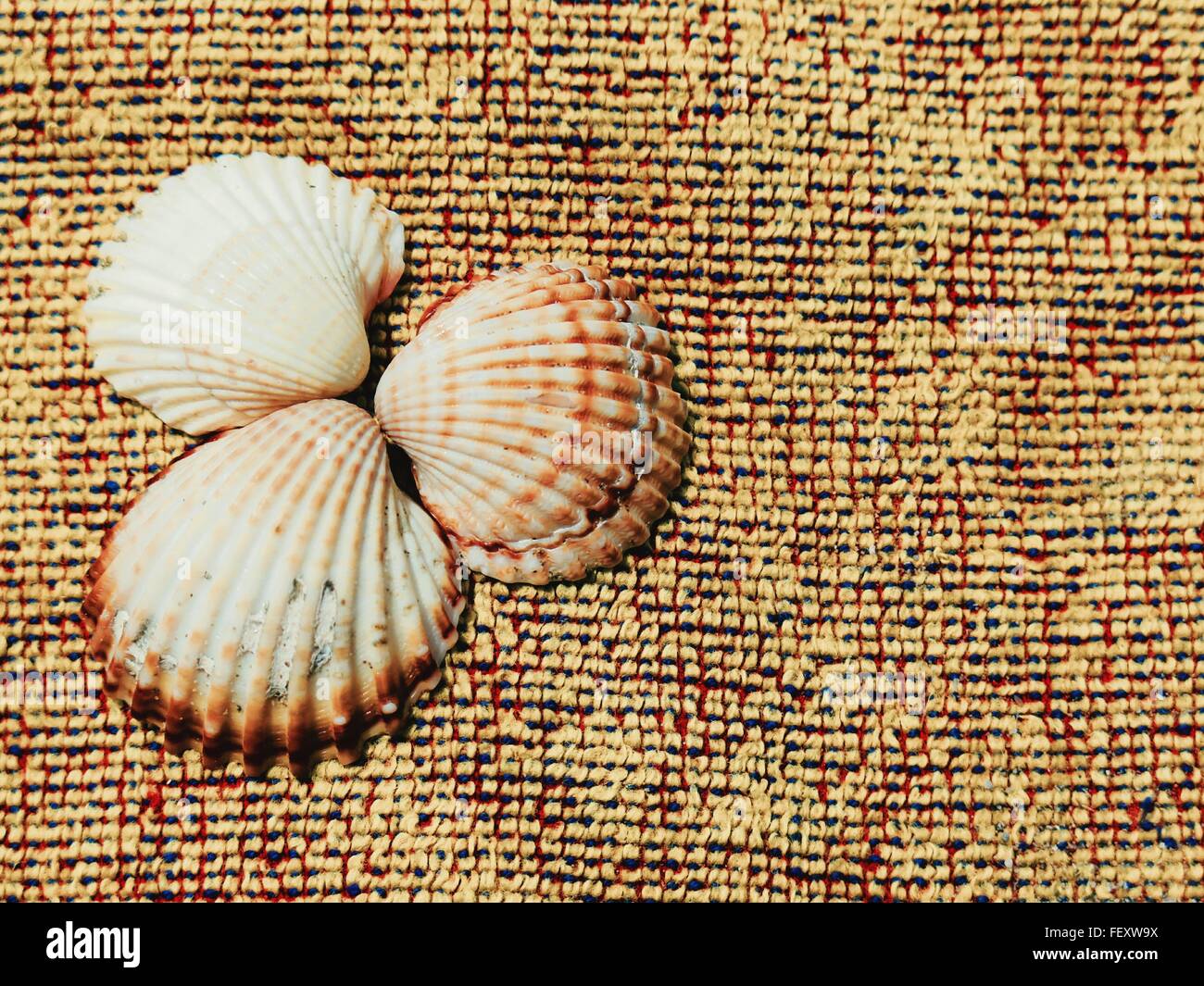 Close-Up Of Seashells Stock Photo