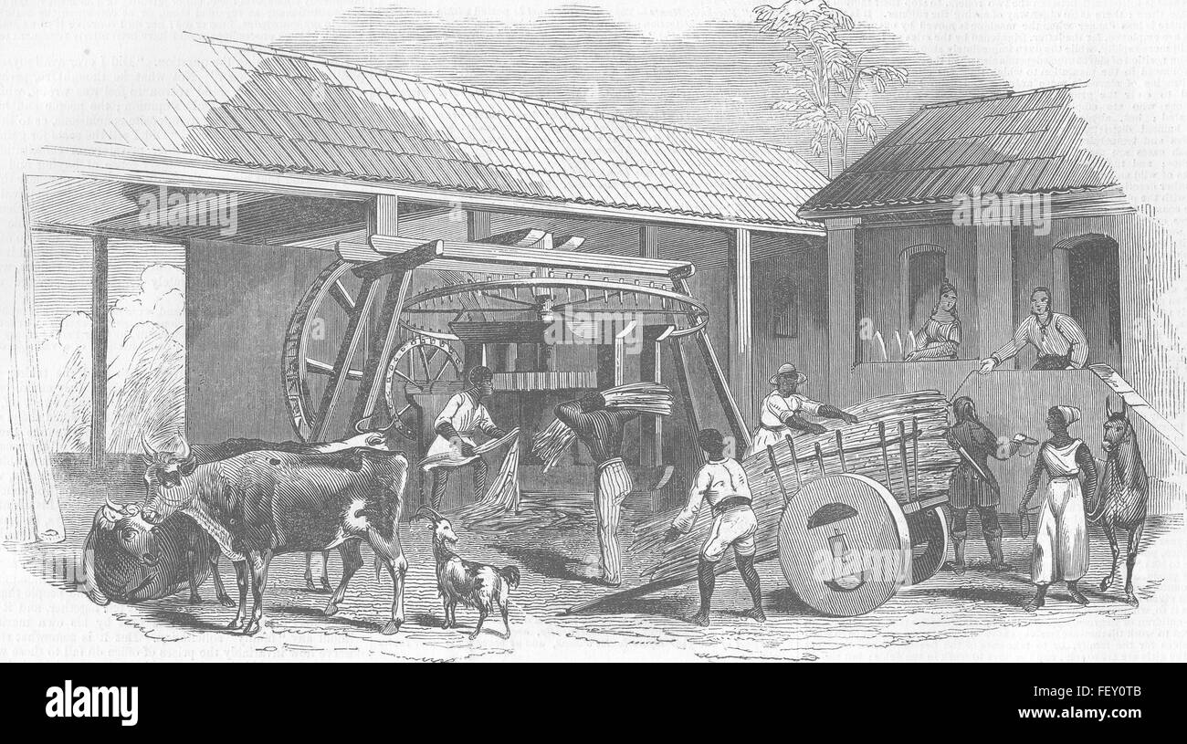 BRAZIL Slavery in Brazil Brazilian Sugar Mill 1845. Illustrated London