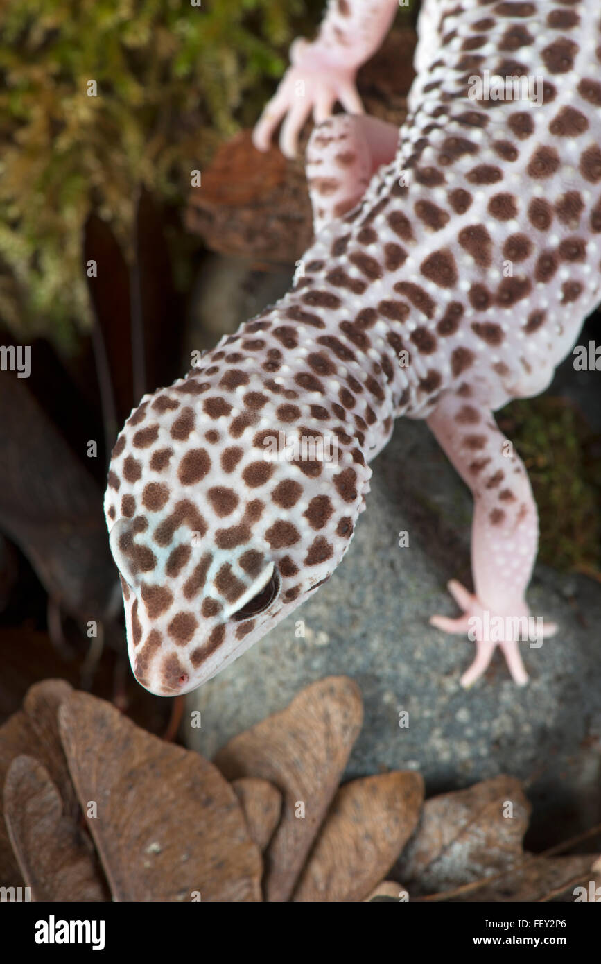 Leopard Gecko: Eublepharis macularius. Controlled specimen in studio Stock Photo