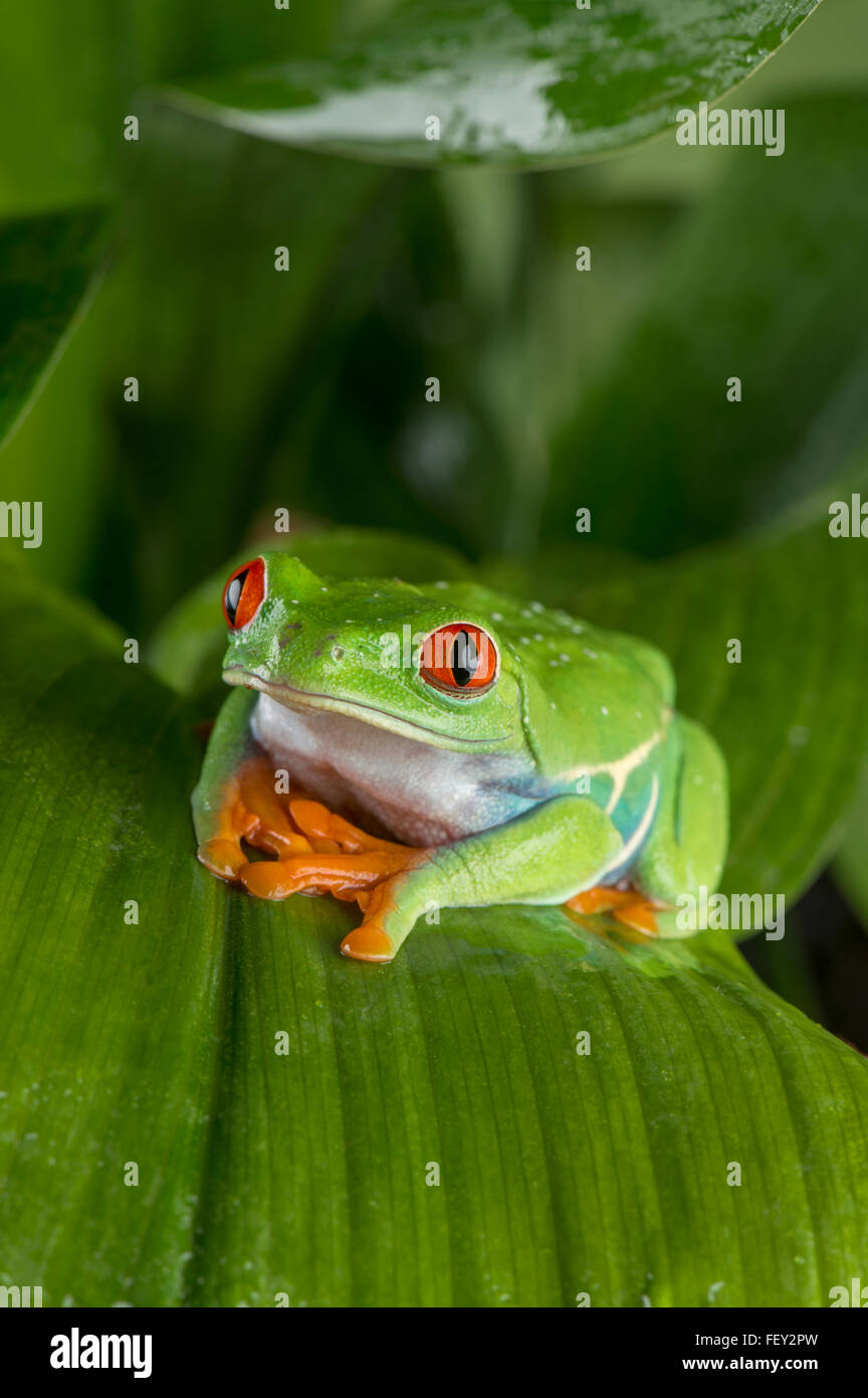 Red Eyed Tree Frog Agalychnis Callidryas Stock Photo Alamy