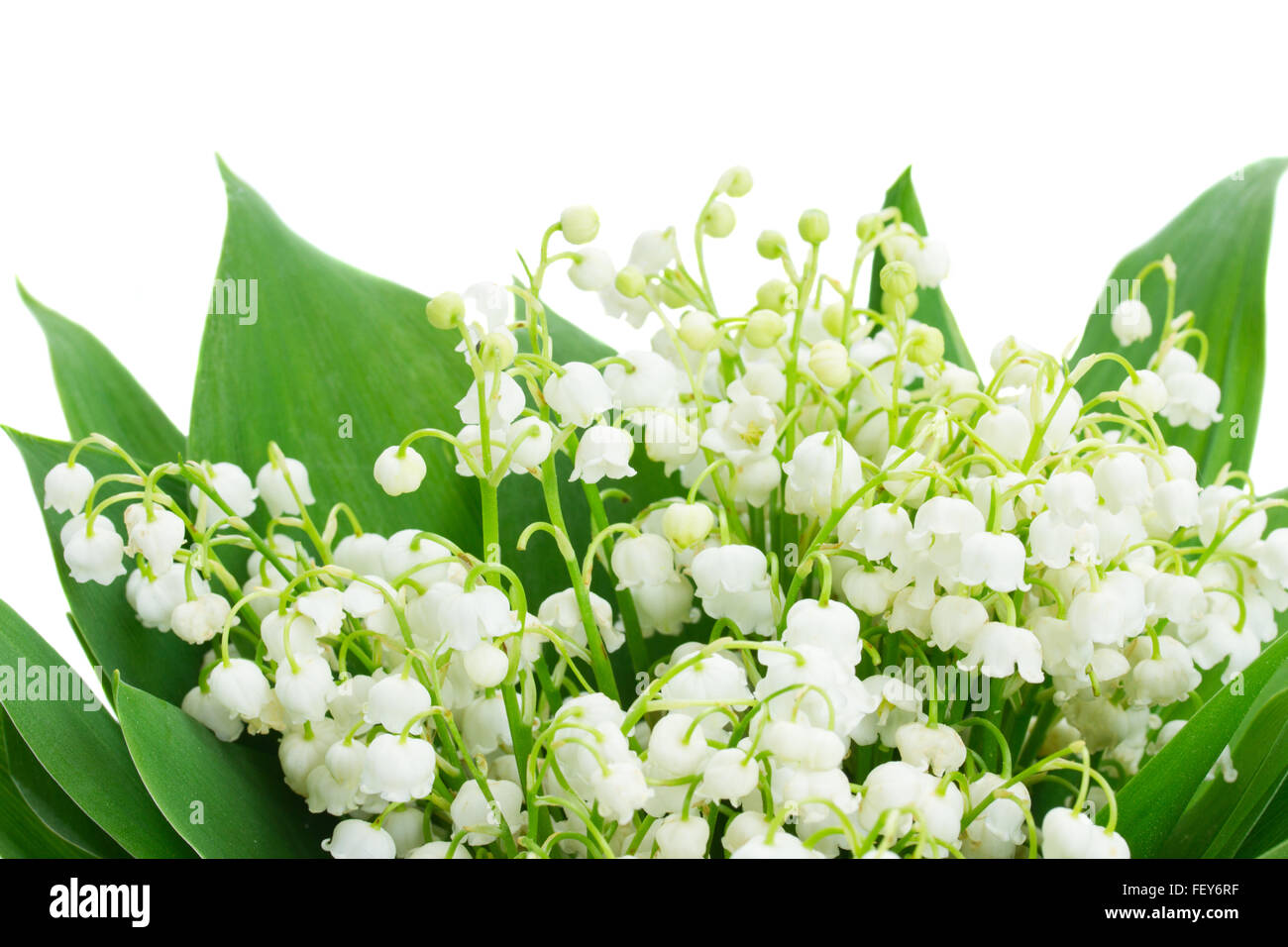 Lilly valley flowers in hi-res stock photography and images - Alamy