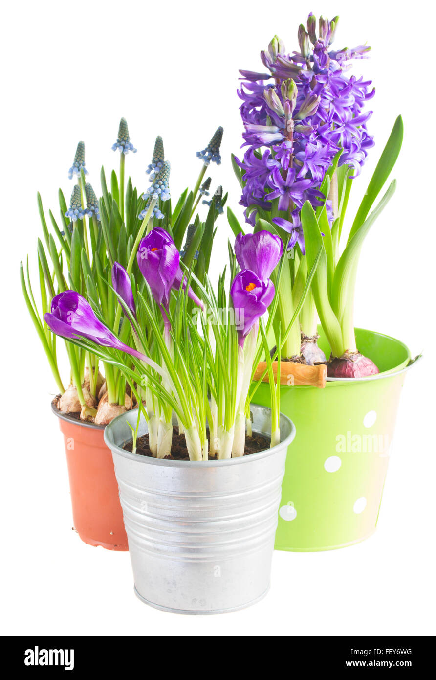 Spring flowers in pots Stock Photo Alamy