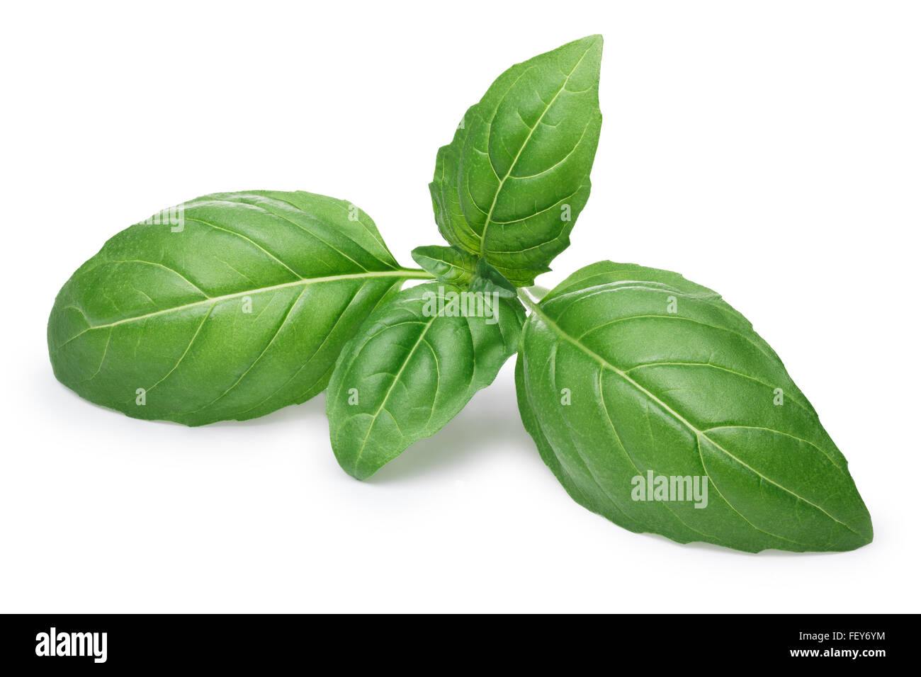 Genovese basil leaves. Clipping paths, infinite depth of field Stock