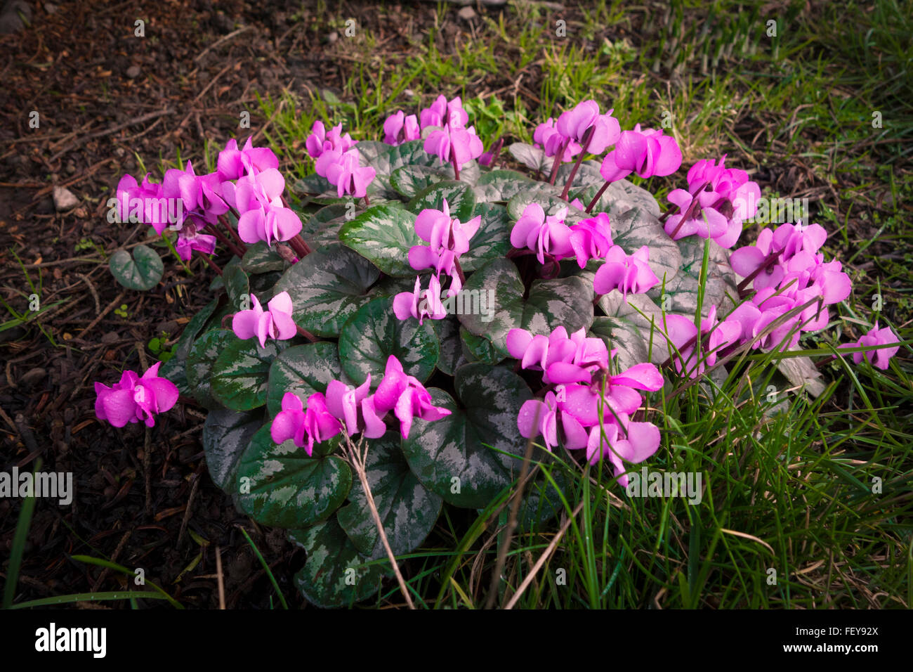 A nice clump of Cyclamen flowers Stock Photo