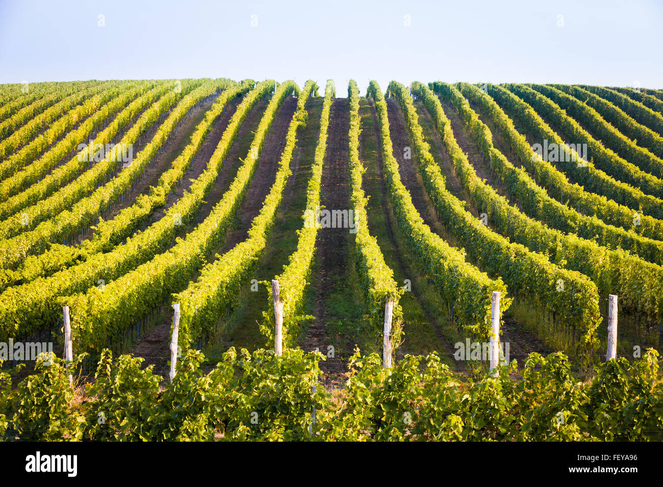 Horizontal shot of central european vineyard, long lines Stock Photo
