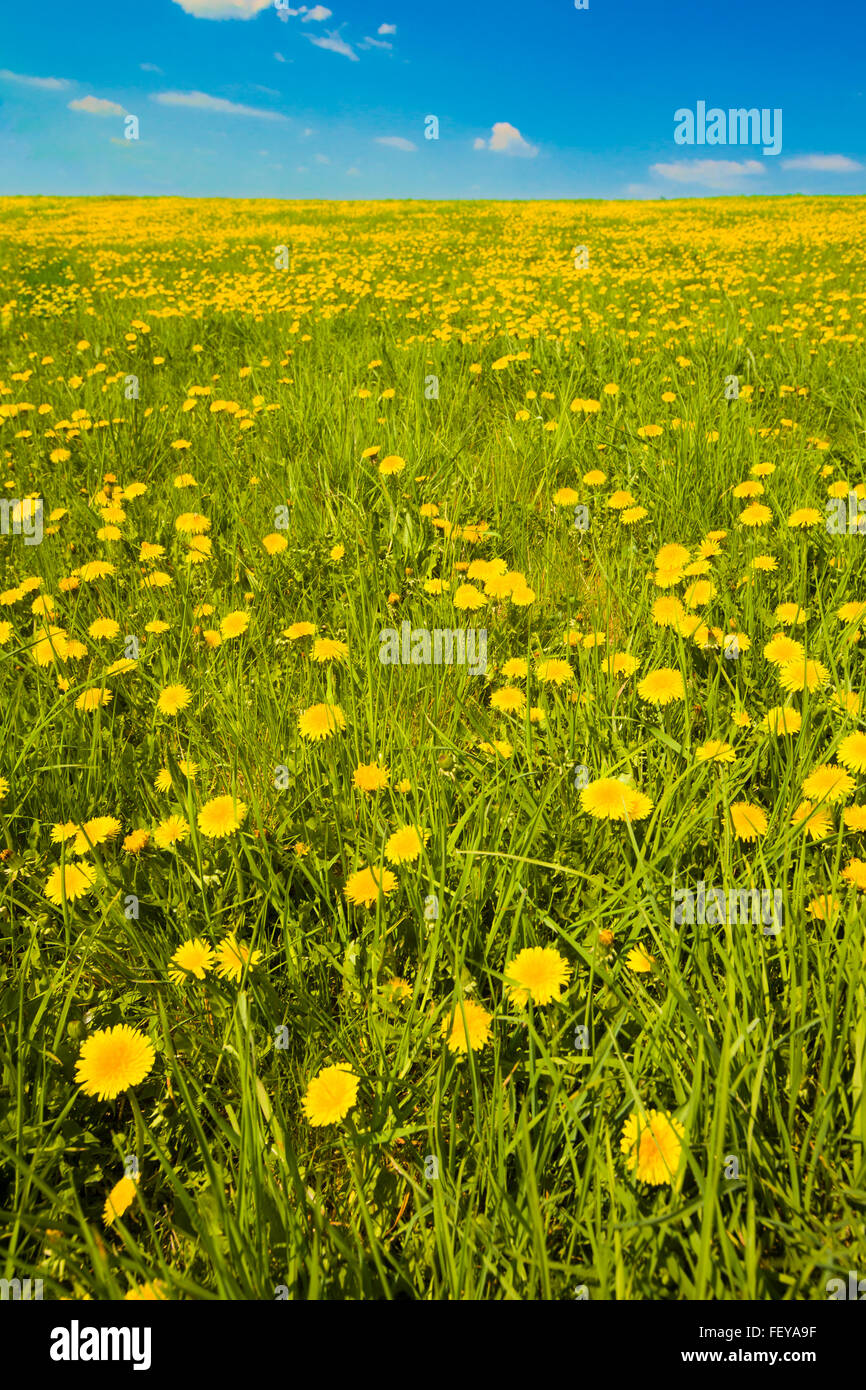 Tall shot of spring meadow with dandelions and sky, copy space Stock Photo