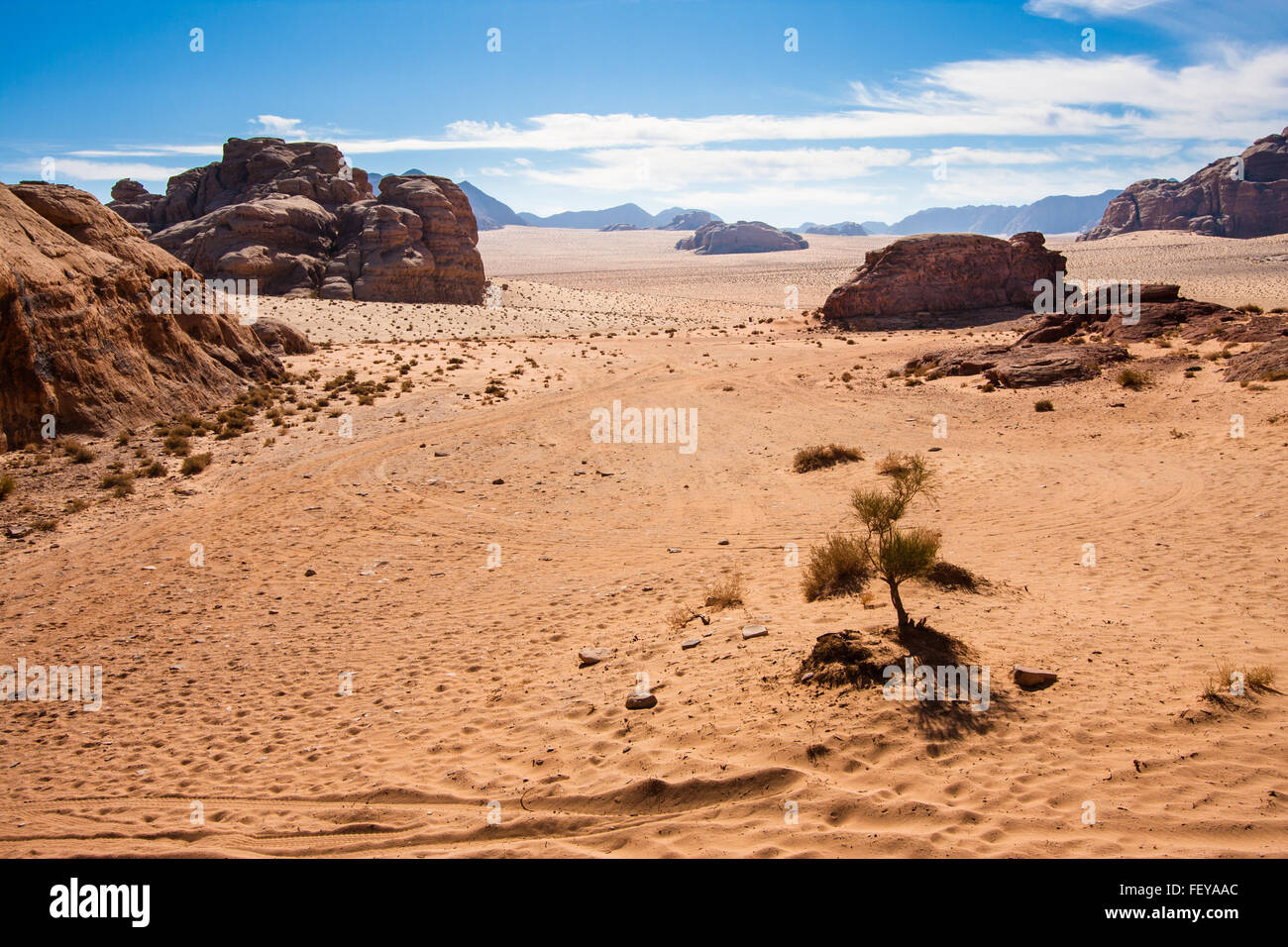 Small plant in the Wadi Rum desert reservation, Jordan. Stock Photo