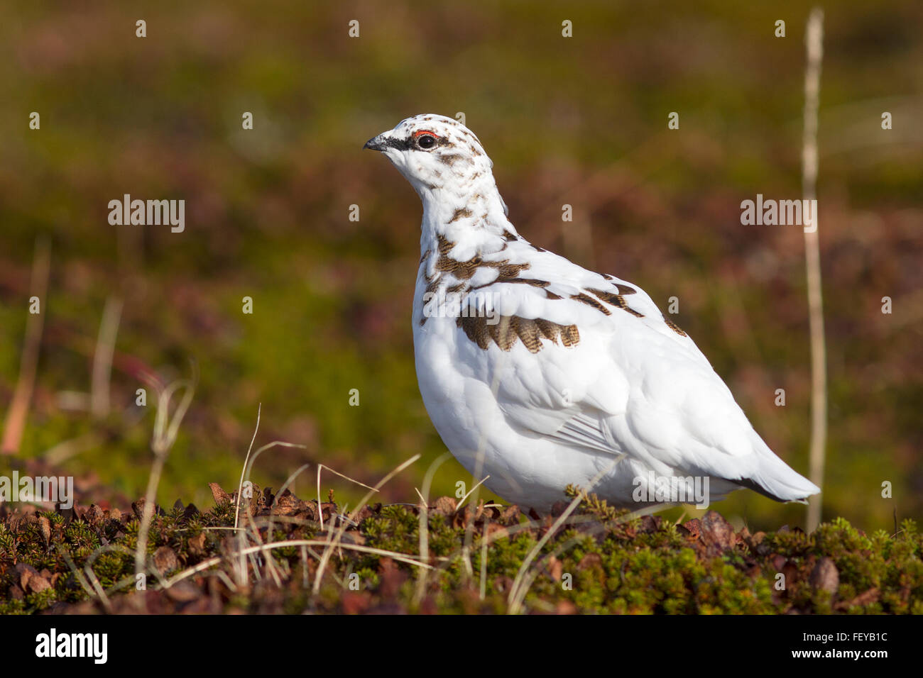 male Rock Ptarmigan in fall tundra in winter plumage Stock Photo