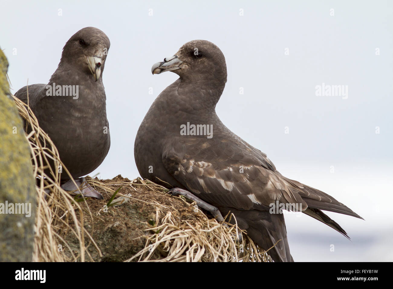 pair northern fulmars dark morphs on the rocks near the nest Stock Photo