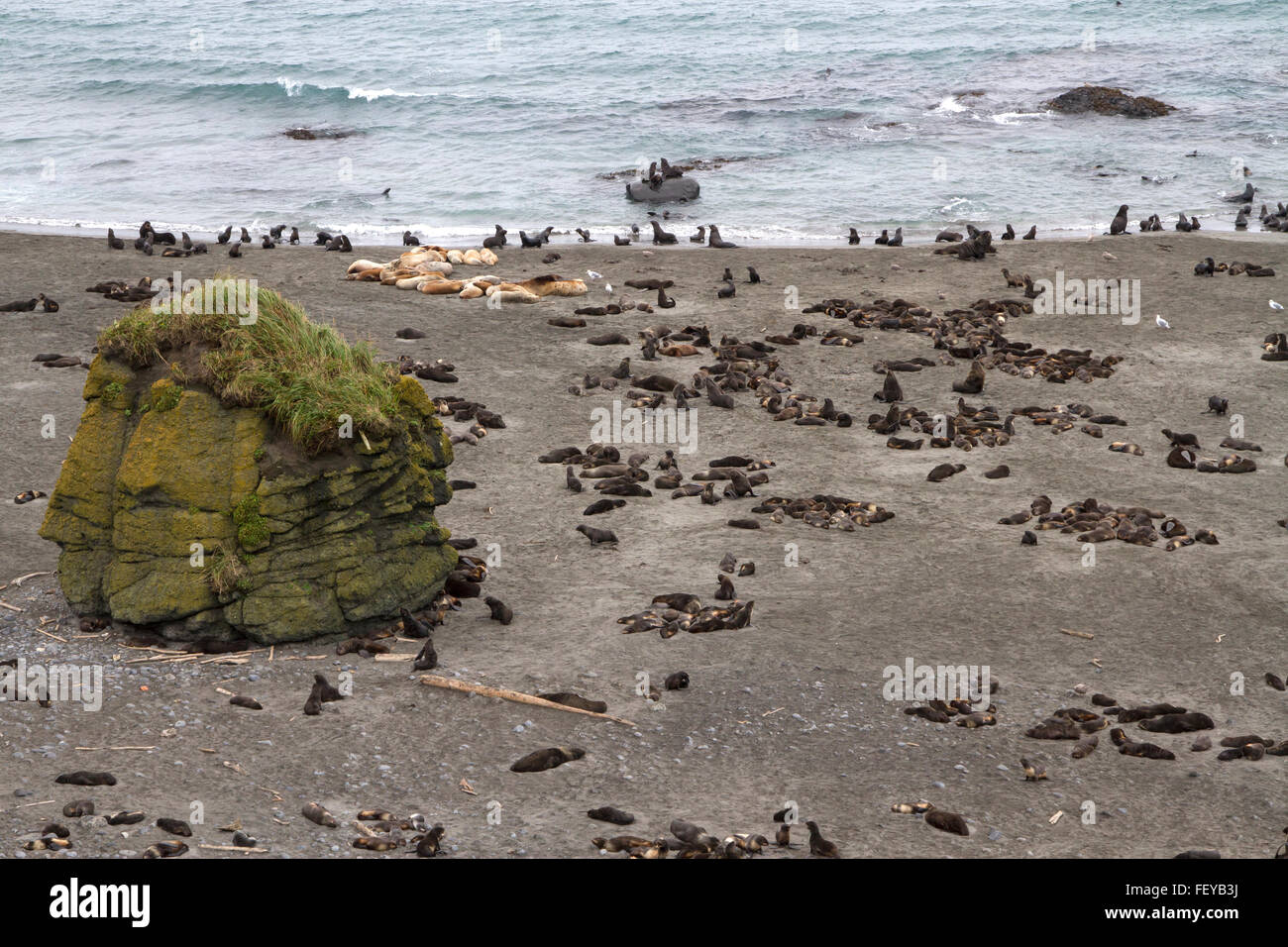 rookery of northern fur seals and sea lions in the Bering Island Stock